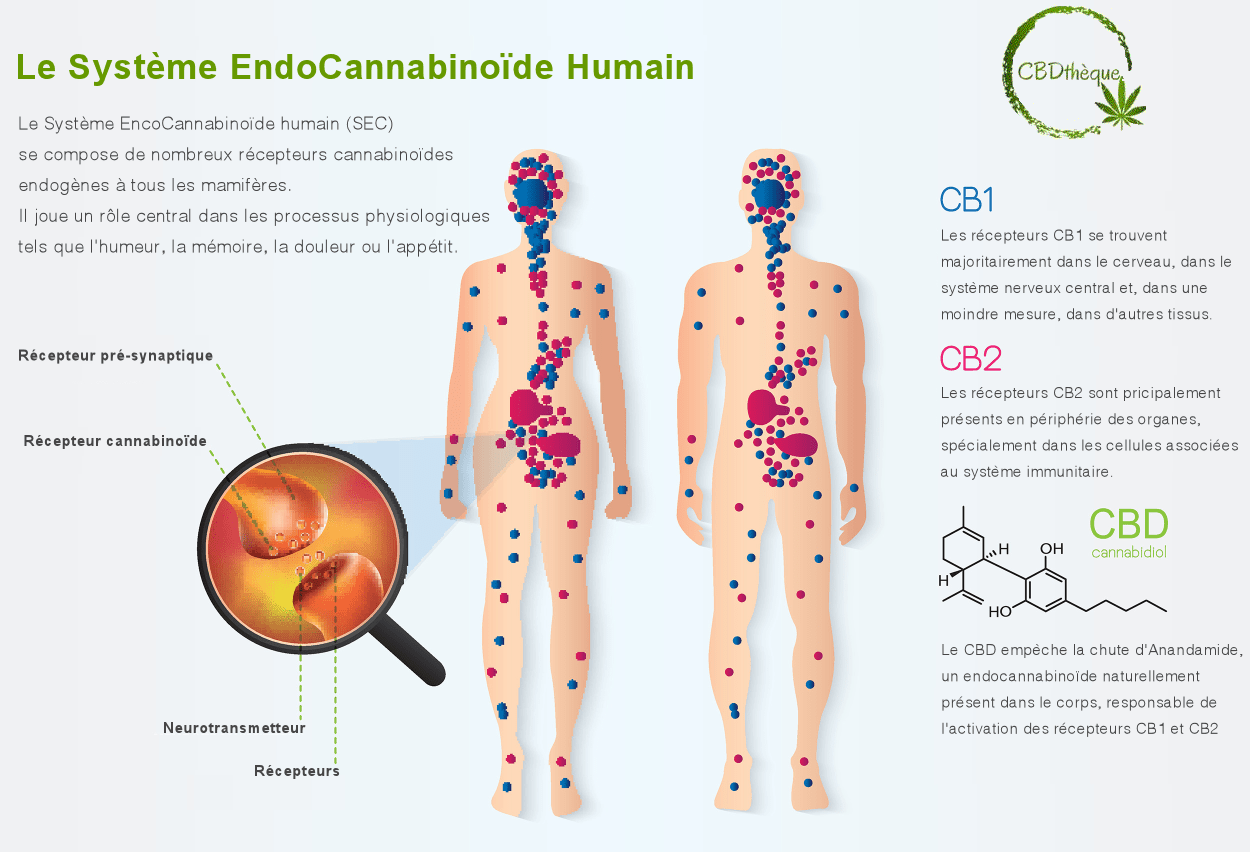 le systeme endocannabinoide explique