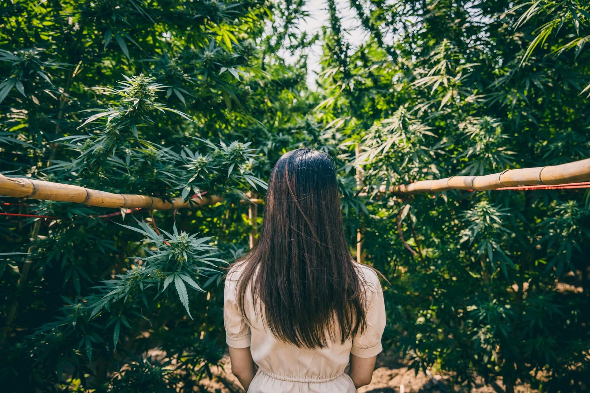 woman-cannabis-farm-girl-standing-with-marijuana-hemp-green-herbal-plant