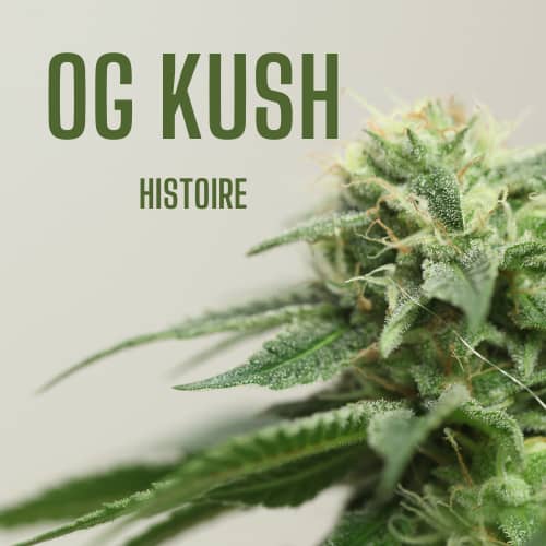 L’histoire de l’OG Kush, la variété la plus célèbre dans le secteur du cannabis